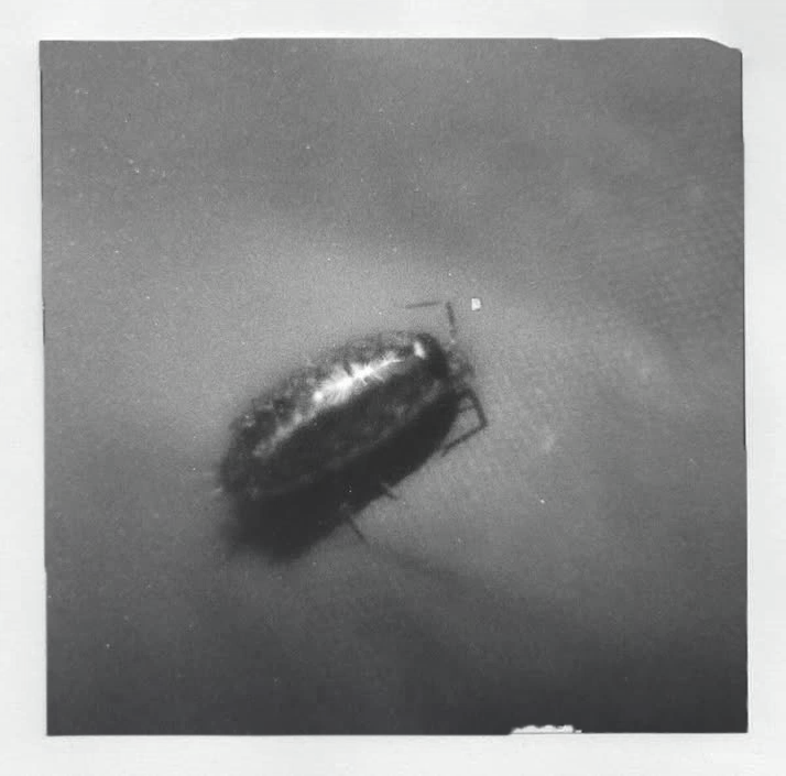 A cockroach photographed from above on a pale surface
